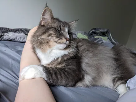 Kimchi dozing with his eyes closed, leaning against someone's arm