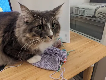 Kimchi lying on a desk next to a piece of lilac knitting