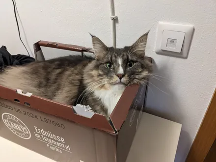 Kimchi lying in a cardboard box, ears turned outwards