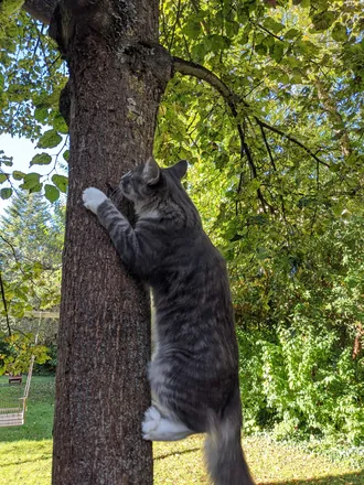 Kimchi climbing a tree trunk in a sunlit garden