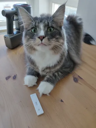 Kimchi lying on a wooden floor, looking into the camera, one paw on a small white object