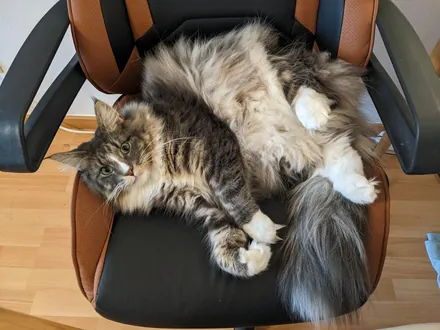 Kimchi lying on his back on an office chair, paws in the air