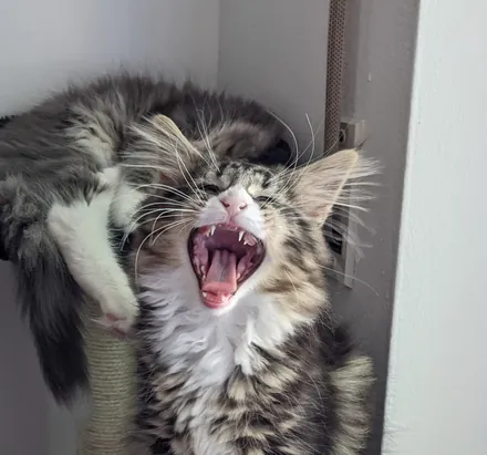 Loki yawning wide on a scratching post, tongue and teeth showing
