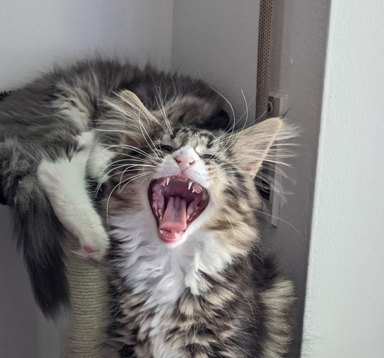 Loki