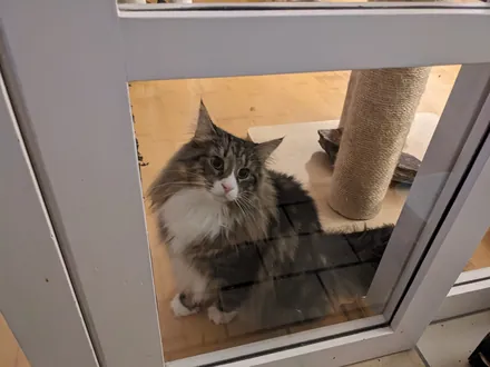 Loki sitting behind a glass door, next to a scratching post