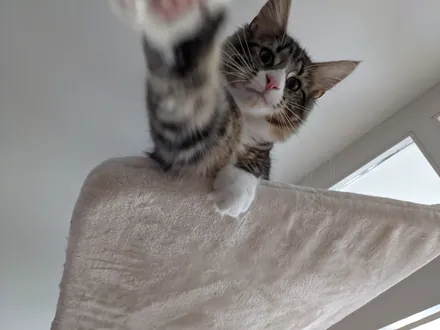 Loki on top of a cat tree, seen from below, one paw reaching towards the camera