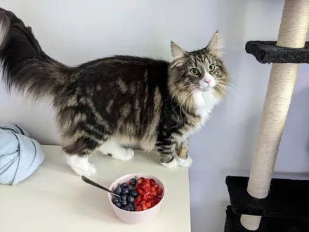 Loki standing on a table in profile, next to a bowl of strawberries and blueberries