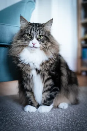 Loki sitting upright in front of a turquoise armchair, looking into the camera