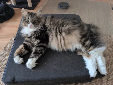 Loki sprawled on his side on a dark seat cushion, legs stretched out