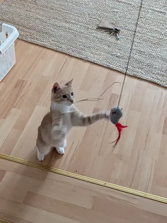 Mango up on his hind legs, batting at a toy mouse on a string