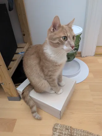 Mango sitting on a flat cardboard box beside his water bowl