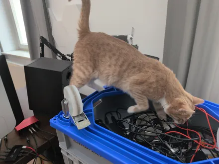 Mango climbing into a blue crate full of cables