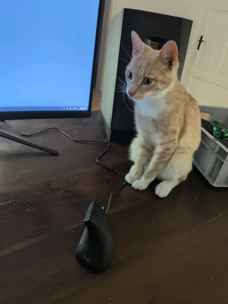 Mango sitting on a desk between the monitor and the mouse