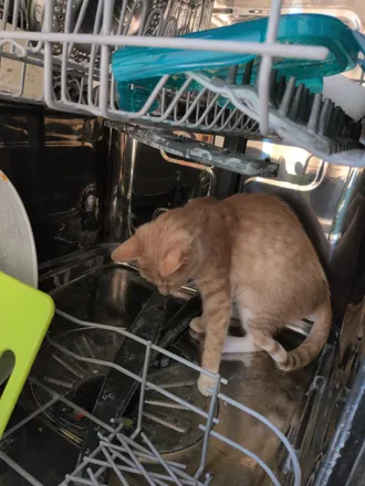 Mango standing inside the open dishwasher, on the lower rack